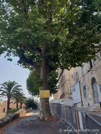 L’abattage des deux platanes semble inéluctable à Grasse, les habitants pourront choisir leurs remplaçants
