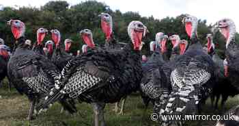 UK food minister raises questions over turkey supplies this Christmas - The Mirror