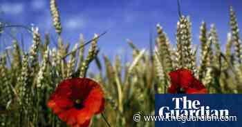 Genetically modified food a step closer in England as laws relaxed - The Guardian