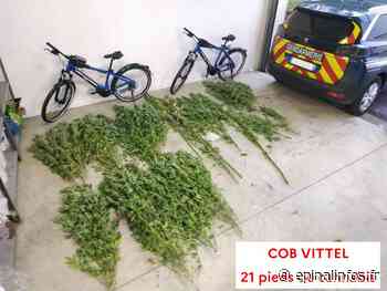 Vosges – Double saisie de cannabis pour les gendarmes - Epinal infos - Epinal Infos