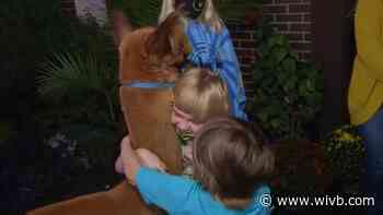 Make-A-Wish: Sebastian, who wants to be spit on by a llama, meets an alpaca