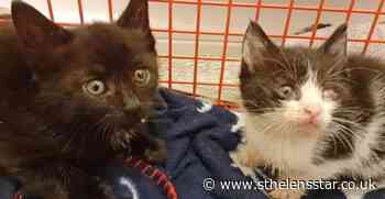 Tiny kittens found near bin storage area on abandoned site - St Helens Star