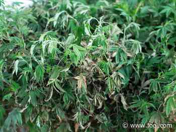 Why Aurora Cannabis Stock Wilted Today - The Motley Fool