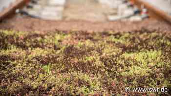 Straßenbahngleise in Mannheim werden an den Klimawandel angepasst - SWR