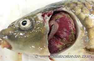 Epping towns with fish herpes outbreaks