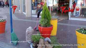 Robaron pinos y plantas en el centro de Villa Mercedes durante el fin de semana - Radio Popular