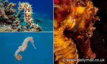 Nature: Seahorses can spring their heads up in 0.002 seconds to snag unsuspecting prey, study finds