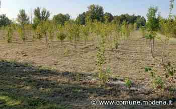 Intitolazione del bosco urbano nel nuovo comparto Vaciglio-Morane - Comune di Modena