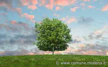 Bimbalbero 2021 - Comune di Modena