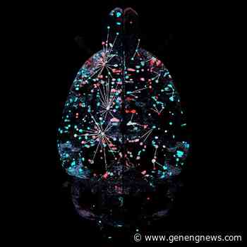 How Psychostimulant Withdrawal Alters Brain's Functional Architecture - Genetic Engineering & Biotechnology News