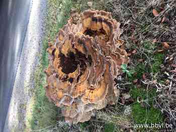 Reuzenzwam met verstekeling aan boord (Bocholt) - Het Belang van Limburg Mobile - Het Belang van Limburg