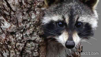 2 raccoons test positive for rabies in Raleigh
