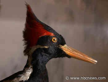 The depressing connection between birds going extinct and pandemics