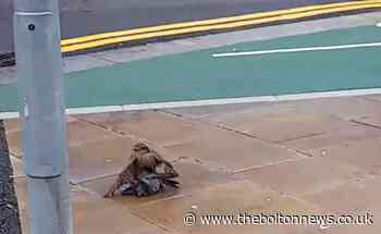 Sparrow Hawk attacks pigeon in Bolton town centre