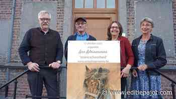 BEVER/GALMAARDEN/HERNE - Het trekpaard als een 'stoere schoonheid' en de trots van Vollezele - Editiepajot