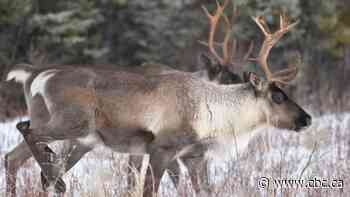 B.C. subsidizes energy drilling on caribou habitat it promised to protect, study says