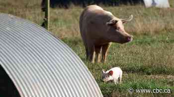 British pork industry warns of massive pig cull due to labour shortages