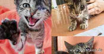 Tierheim Bamberg: Kater Fidel musste viel erleiden - nun gibt es ein Happy End - inFranken.de