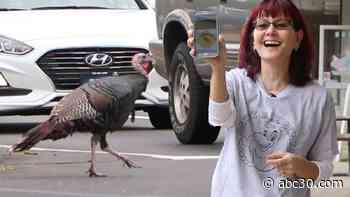 Ben the Bensalem Turkey becomes a local celebrity