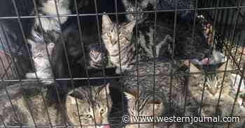 'Cruel' and 'Inhumane': 15 Cats and Kittens Found in Crate with No Food or Water, Dumped by River