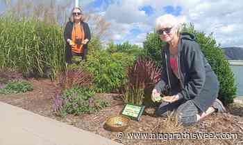 'Kindness will prevail': Port Colborne kindness garden returns after vandals toss it in canal - Niagarathisweek.com