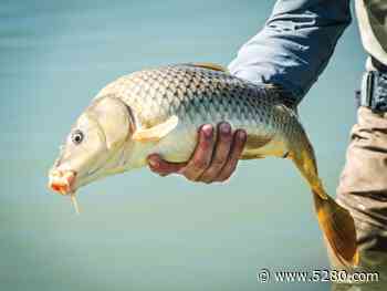 How Denver Anglers Got Hooked on Carp - 5280 - 5280 | The Denver Magazine