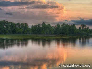 Carp removal next step to healthier Lake Mattamuskeet | Coastal Review - Coastal Review Online