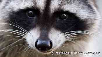Raccoon found in Chesapeake confirmed to have rabies