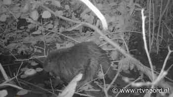 Opnieuw bever gevangen in Stad en uitgezet in Westerwolde - RTV Noord