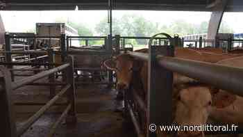 Près d'Arras, le marché aux bestiaux fermera définitivement le 31 décembre - Nord Littoral