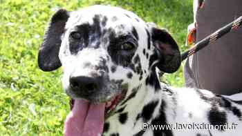 Arras : cent dix chiens et chats attendent d'être adoptés - La Voix du Nord