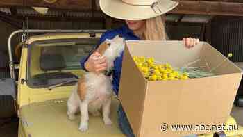 11-year-old Georgie's farm is bursting with 'Billy buttons'. Now she's sending the 'little balls of sunshine' all over Australia