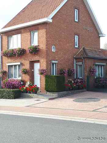 Nog een zee van bloemen in de herfst - Het Belang van Limburg