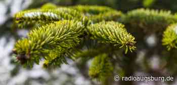 Weihnachtsbaumaktion des Uniklinikums - Radio Augsburg