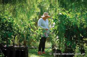 El vivero de árboles autóctonos más grande de Buenos Aires funciona en Villa Soldati y está a cargo de tres vecinas - LA NACION