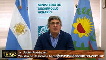 Esperan una “muy buena” campaña de trigo en Buenos Aires - Infocampo