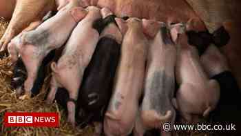 Abattoir labour shortage sees Yorkshire farmer kill piglets