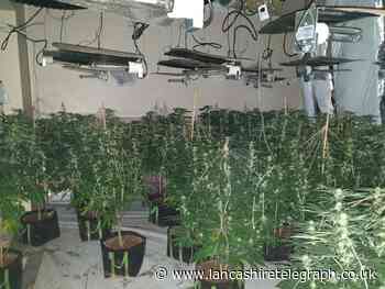 Cannabis farm found in Haslingden with over 350 plants seized and set to be destroyed
