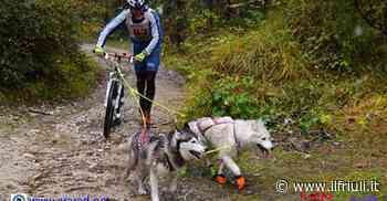 A Fusine torna la gara di Sleddog sull'erba - Il Friuli