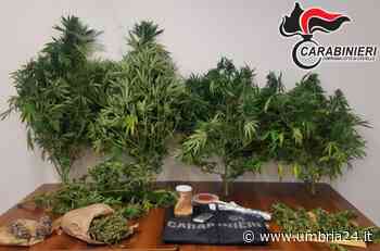 Più di mezzo chilo di “erba” pronta e diverse piante di marijuana: 46enne arrestato - Umbria 24 News