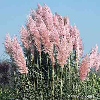 La grande erba della pampa - LaPresse - LAPRESSE