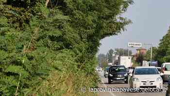 “494” tra Anas e Comune competenze divise ma nessuno taglia l’erba - La Provincia Pavese