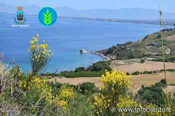 Agropoli: foraggio in cambio dello sfalcio dell'erba a Trentova - Info Cilento