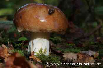 Alles rund um den Pilz: Deutsch-Polnisches Herbstfest in Guben - Niederlausitz Aktuell - NIEDERLAUSITZ aktuell
