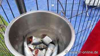 Zirkus in Guben: So hat Corona die Zirkusbranche durcheinandergewirbelt - Lausitzer Rundschau