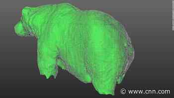 Is that bear fat or just chonky? Lasers may help scientists find out