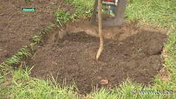 Alken-Maes verdeelt samen met Natuurpunt 3.000 klimaatbomen - TV Limburg