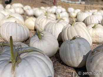White Pumpkins: What To Know Before Visiting Rhode Island Patches - Patch.com