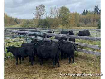 '19 animals were seized:' RCMP lay charges in string of fraudulent cattle purchases