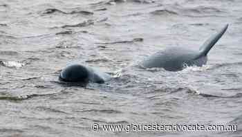 Fifty pilot whales wash up, die in Iceland - Gloucester Advocate